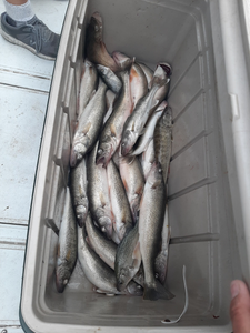 Walleye: Catch of the day on Lake Erie!
